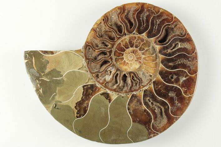 Cut & Polished Ammonite Fossil (Half) - Madagascar #200053
